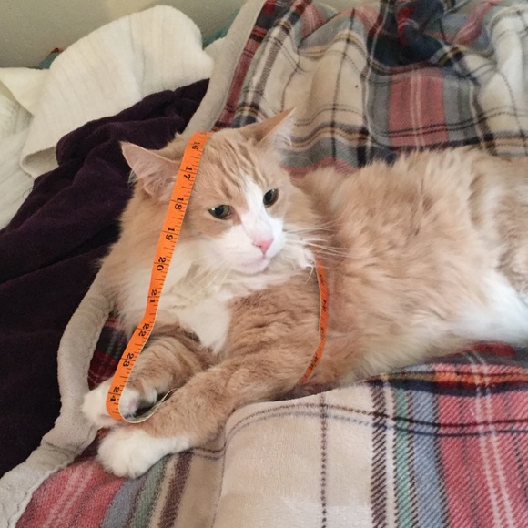 ♥️posh ambassador | 5⭐️top rated seller | 🐾 - Picture 7 of 9